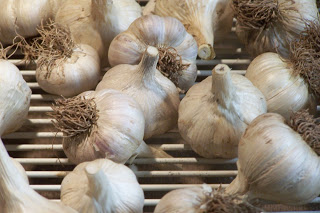 Close-up of garlic bulbs on a wire rack.