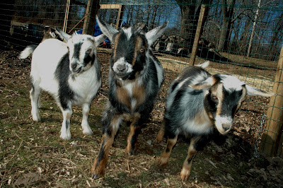 Three baby goats on hay and dirt at the farm.