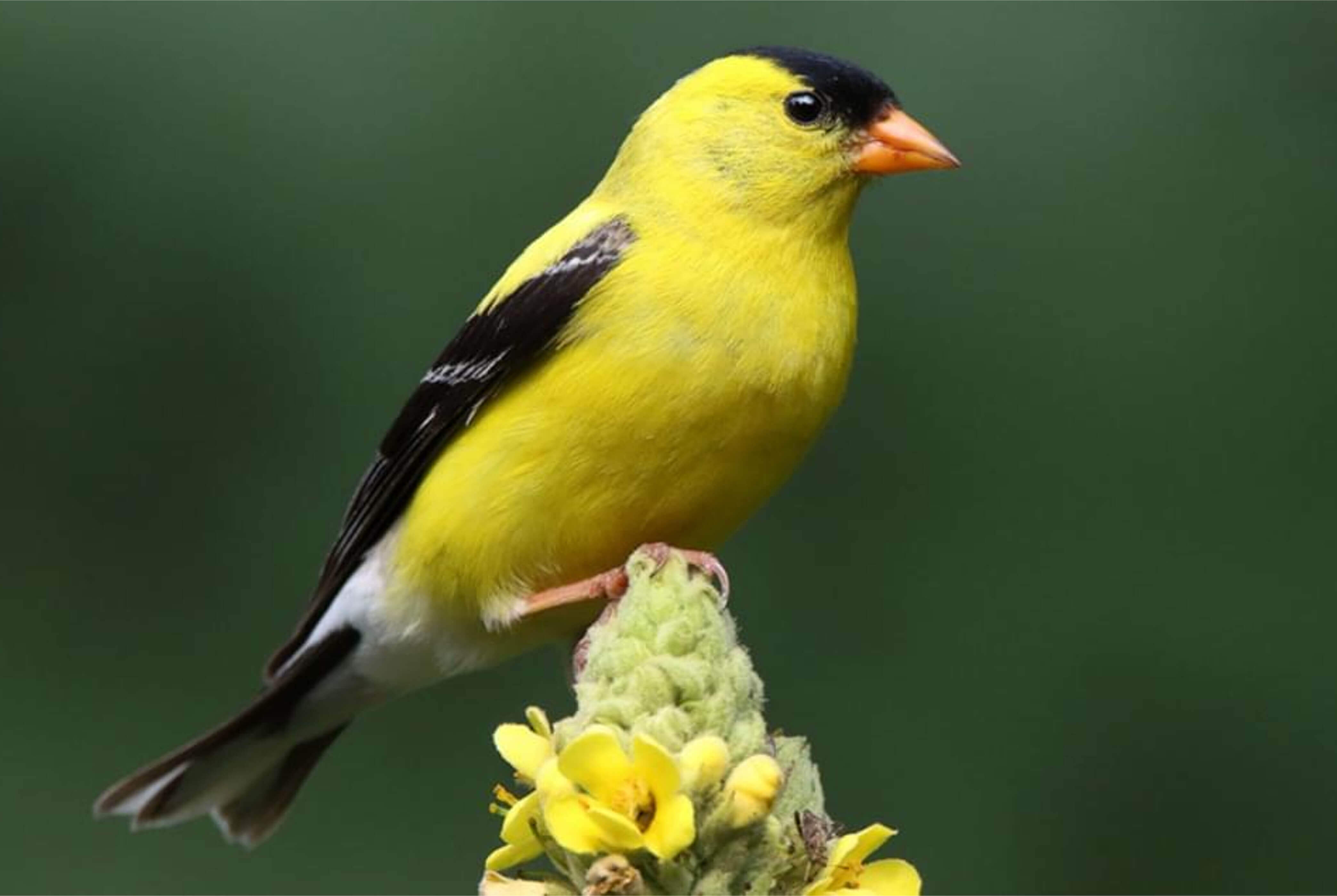 The New Jersey state bird, the American Goldfinch.